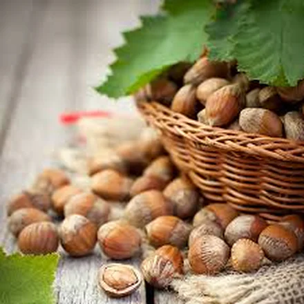Hazelnut Carrier Oil 1